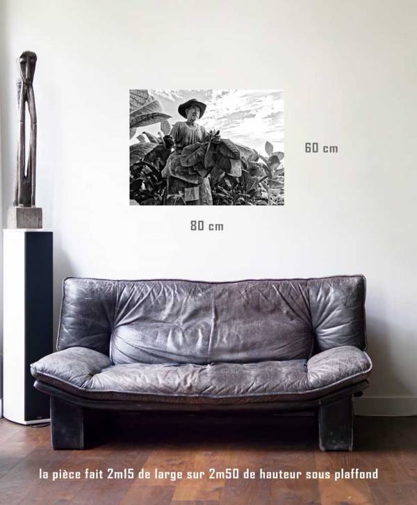 La récolte-tirage en situation-80 x 60- Cuba, au delà des couleurs par Justine Darmon